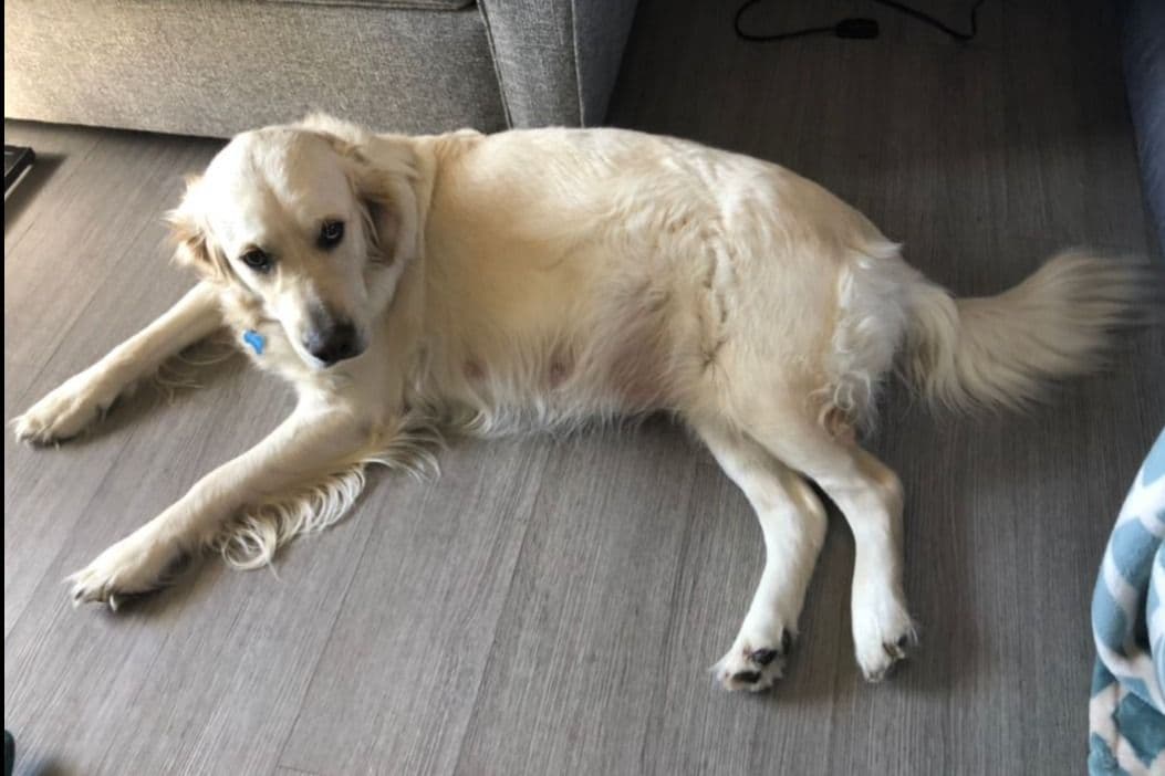 Golden Retriever Puppies breeder image 2