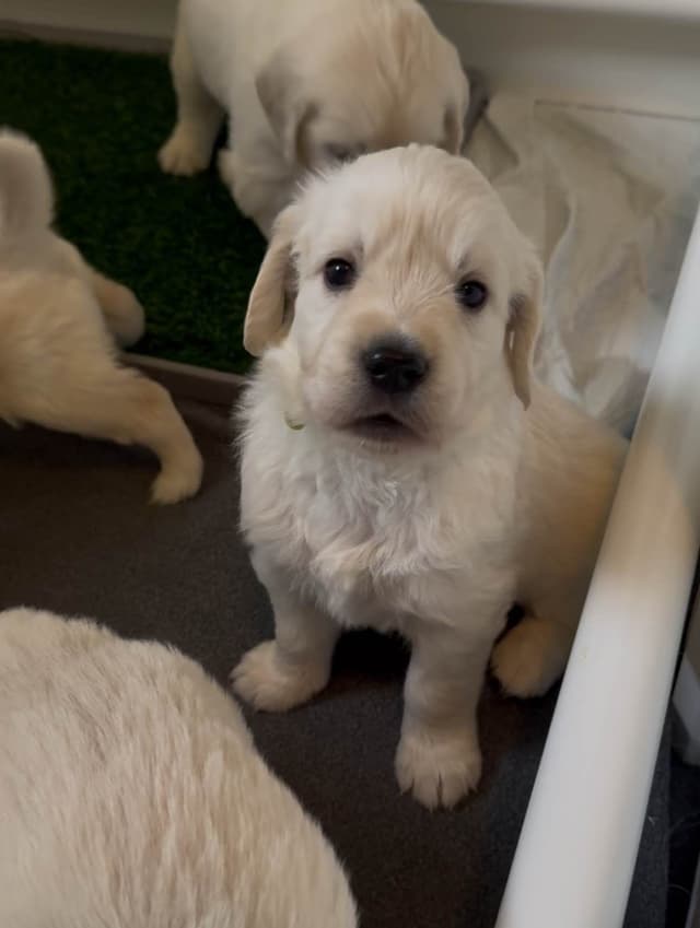 Golden Retriever Puppies media 3