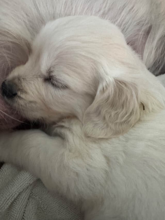 Golden Retriever Puppies media 5