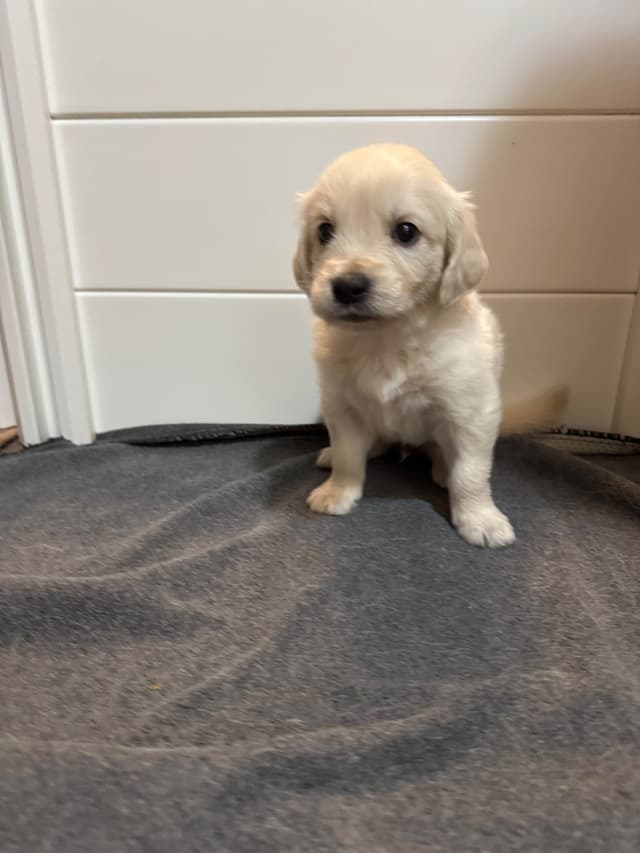 Golden Retriever Puppies media 7