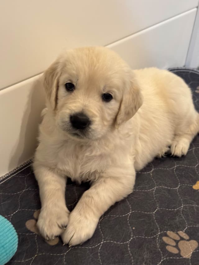 Golden Retriever Puppies media 2