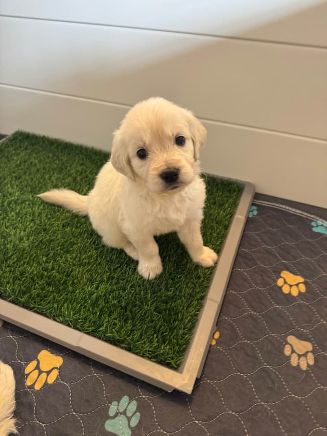 Golden Retriever Puppies media 10