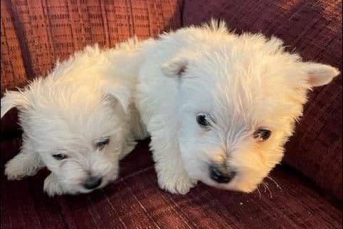 West Highland White Terrier Puppies breeder image 1
