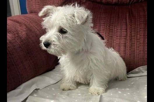 West Highland White Terrier Puppies breeder image 2