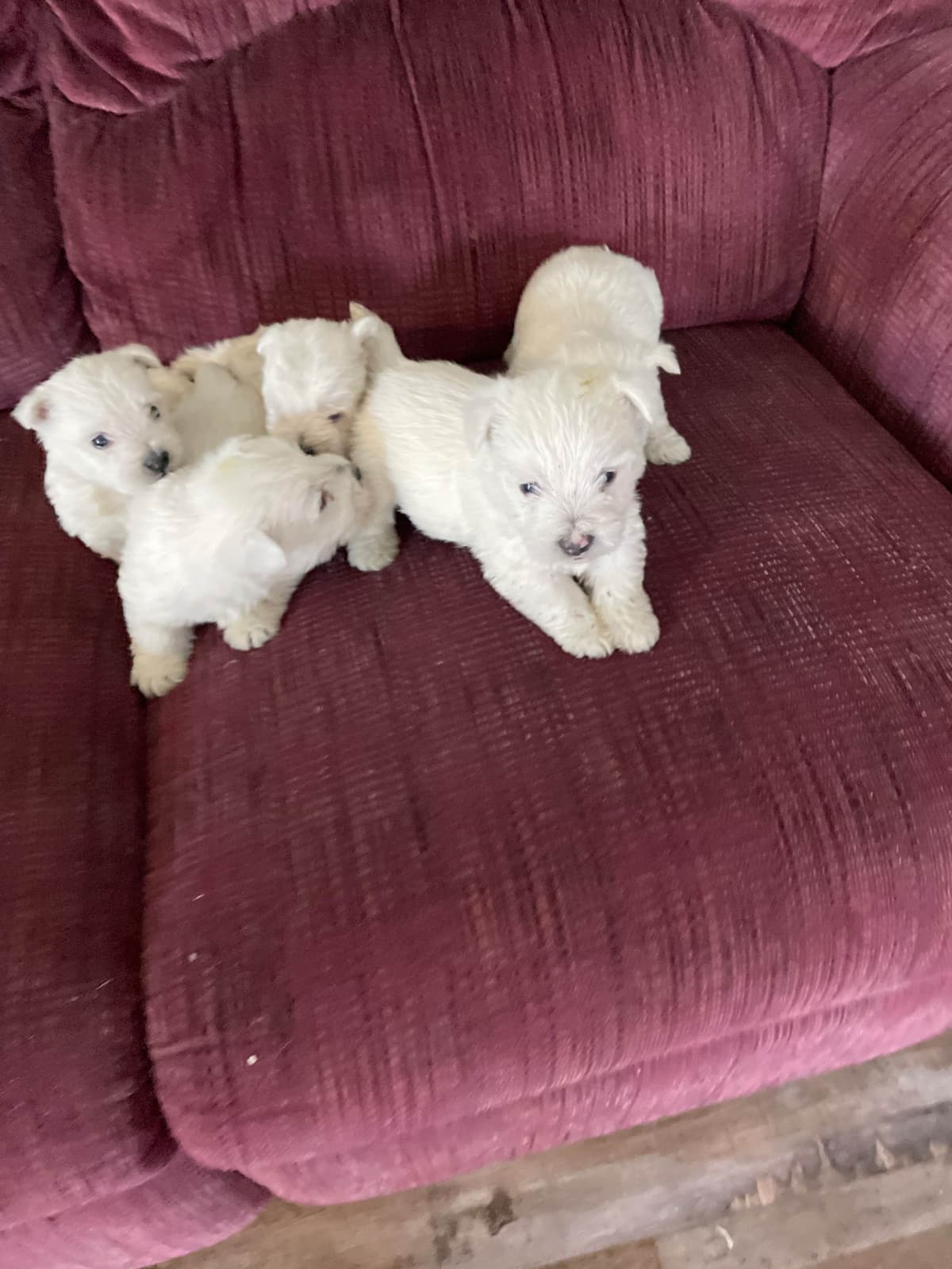 West Highland White Terrier Puppies breeder image 4