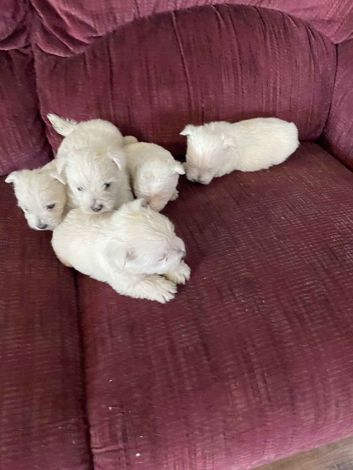 West Highland White Terrier Puppies breeder image 3