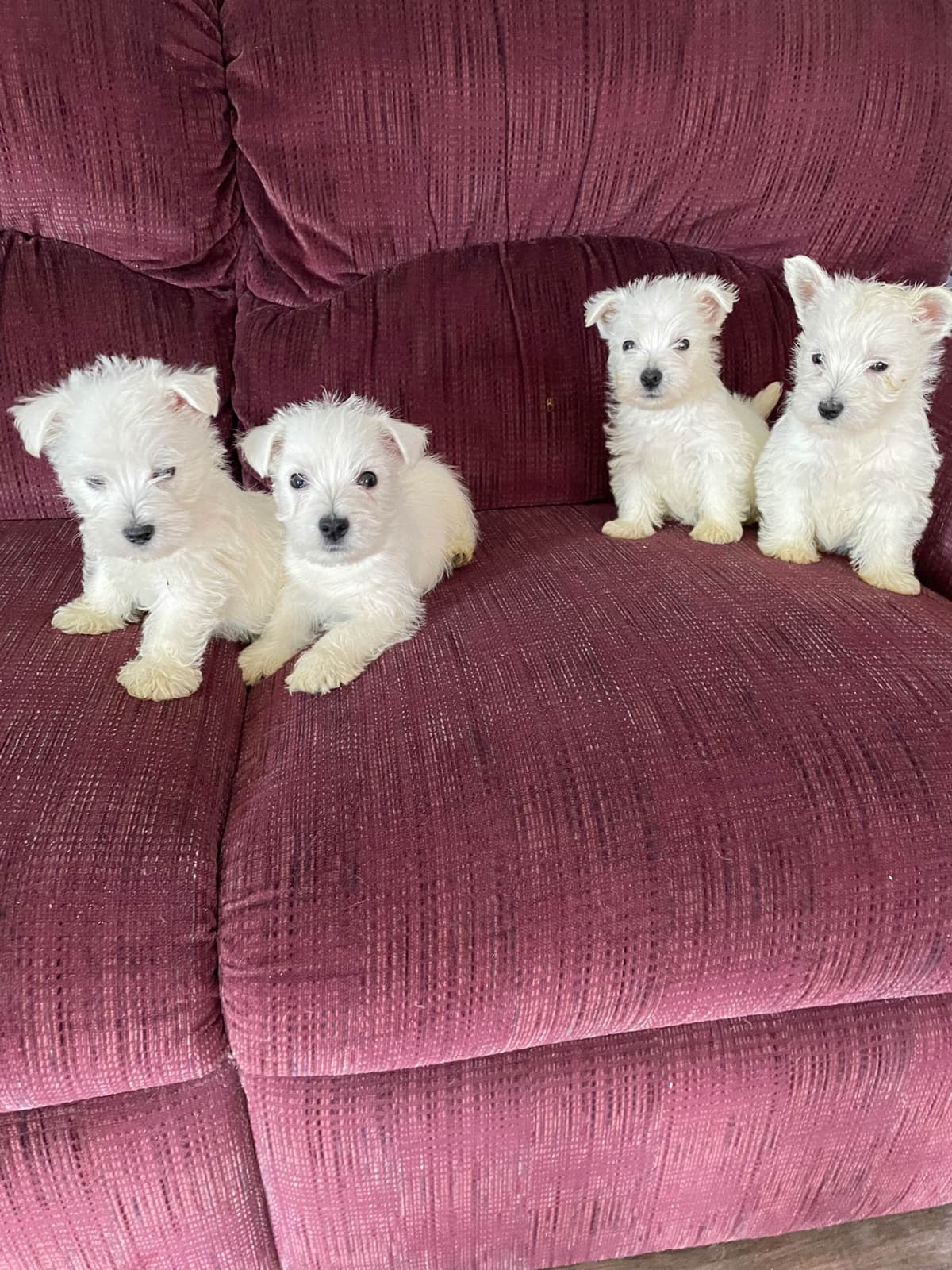West Highland White Terrier Puppies breeder image 6