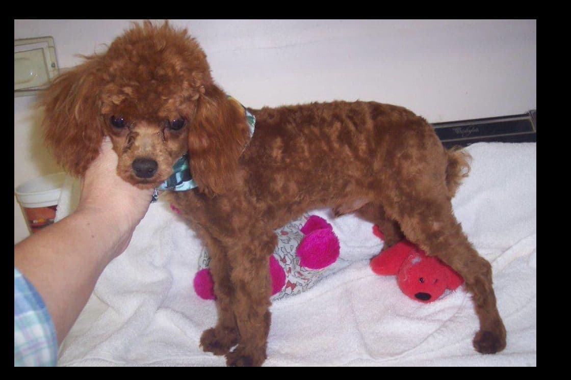 Tiny Toys breeder image 3