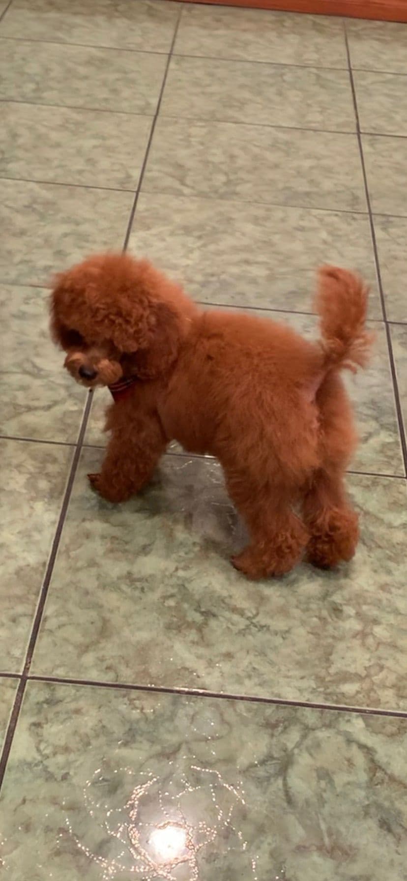 Tiny Toys breeder image 8