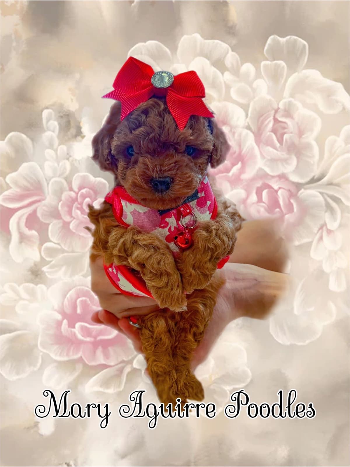 Tiny Toys breeder image 20