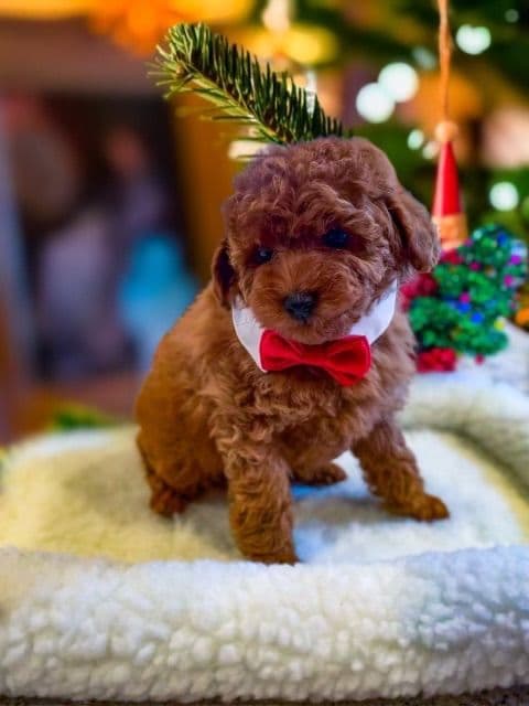 Tiny Toys breeder image 21