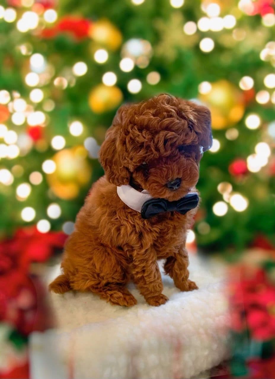 Tiny Toys breeder image 22