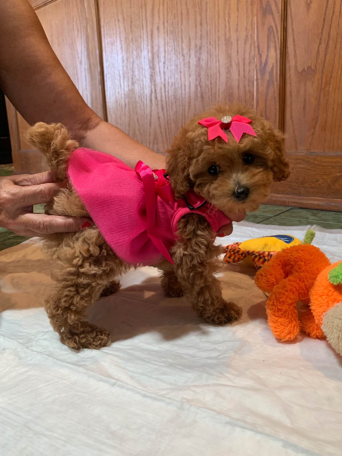 Tiny Toys breeder image 25
