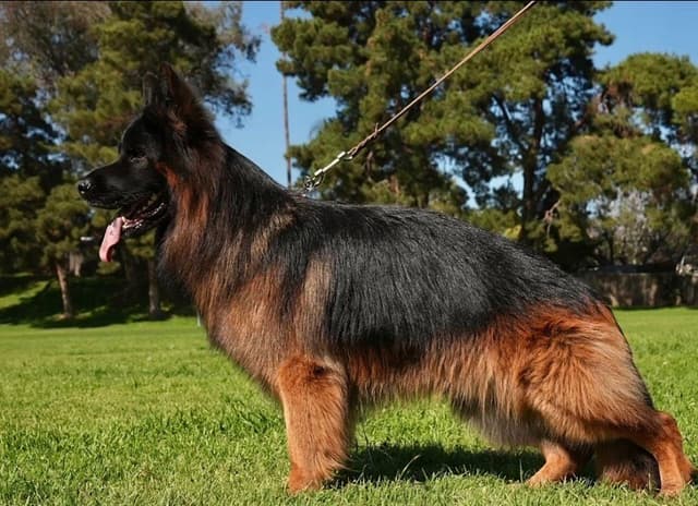 German Shepherd Dog Puppies media 2