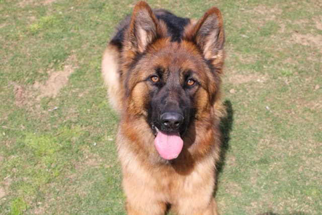 German Shepherd Dog Puppies media 4