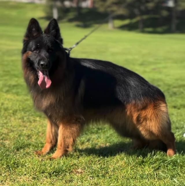 German Shepherd Dog Puppies media 5