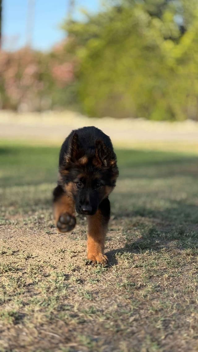 German Shepherd Dog Puppies media 6