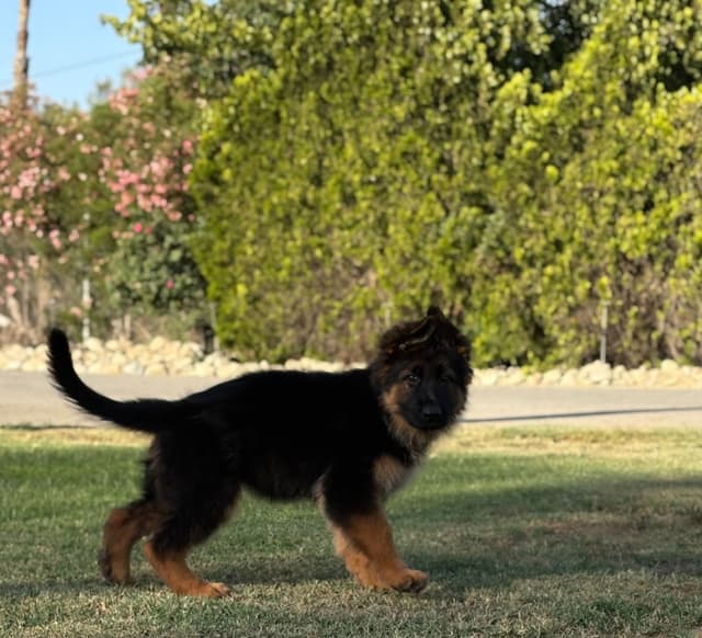 German Shepherd Dog Puppies media 7