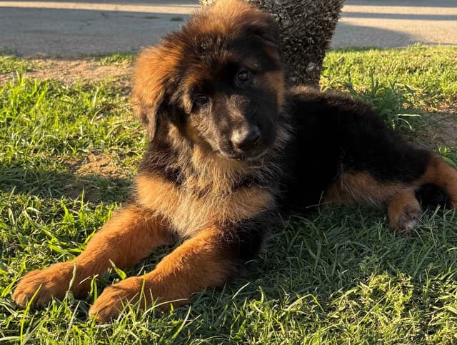 German Shepherd Dog Puppies media 8
