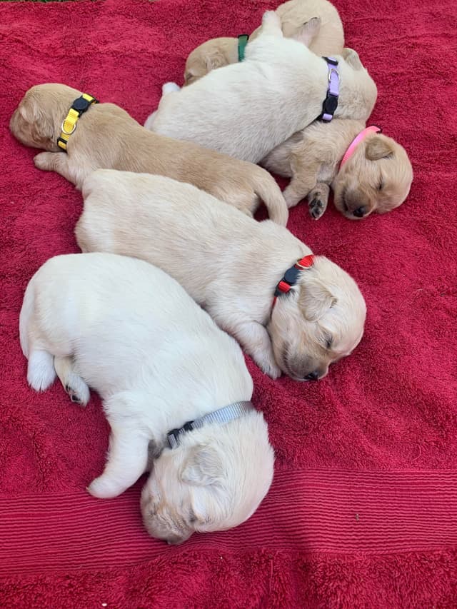Golden Retriever Puppies media 2