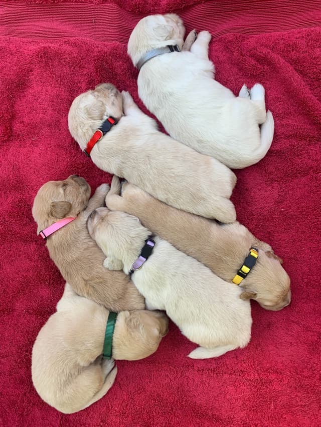 Golden Retriever Puppies media 3