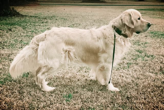 Golden Retriever Puppies media 4