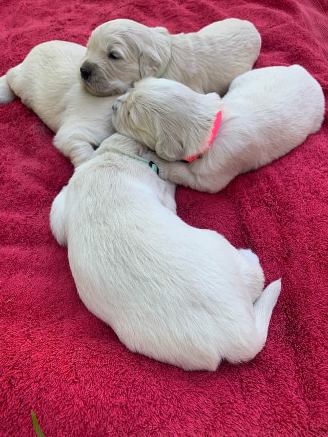 Golden Retriever Puppies media 3