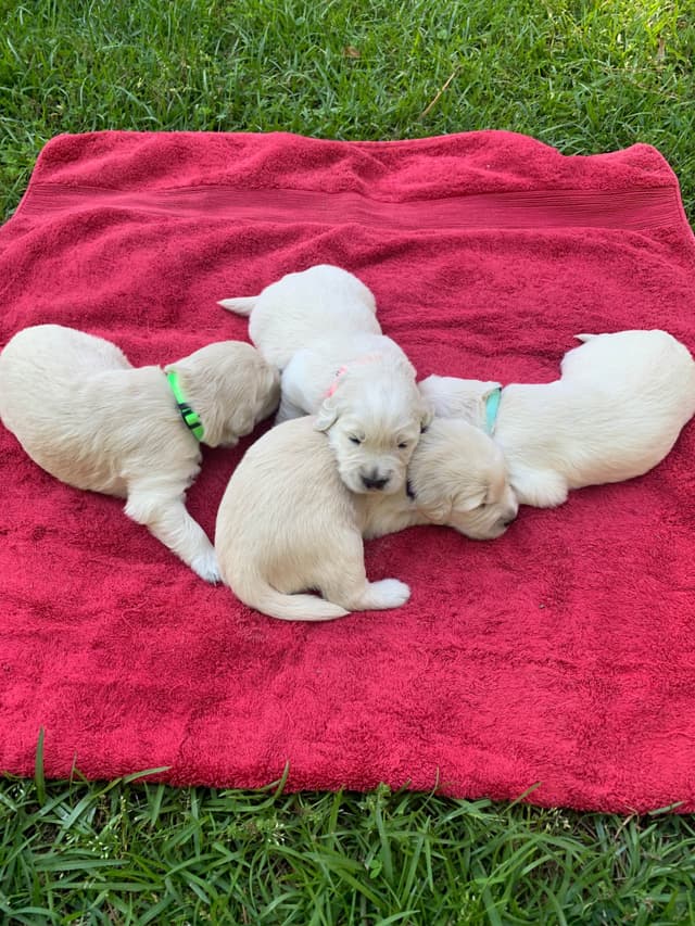Golden Retriever Puppies media 4