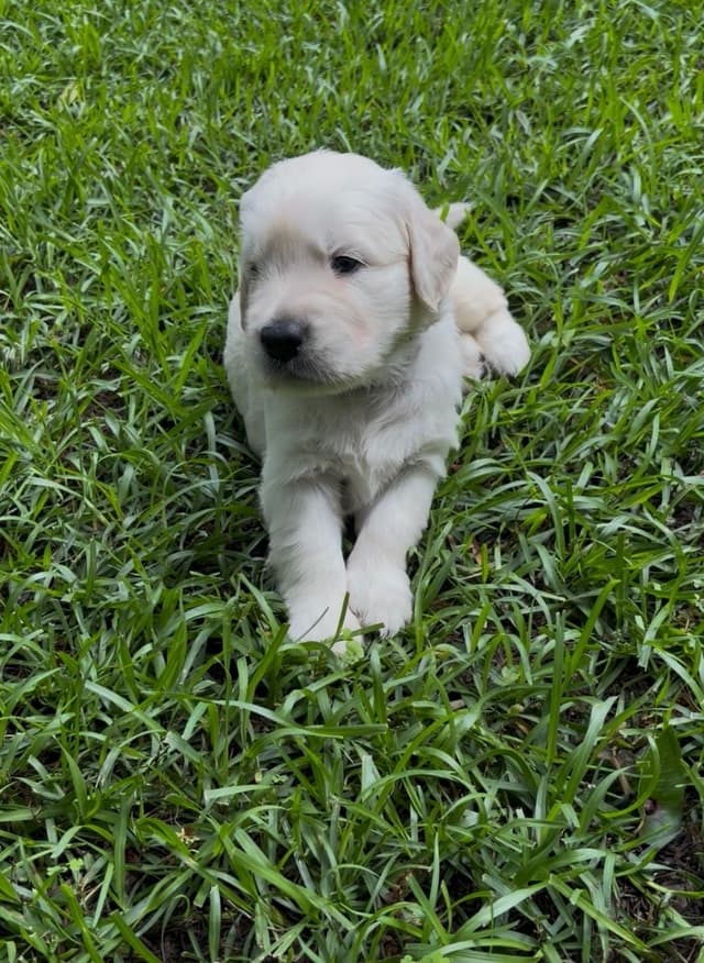 Golden Retriever Puppies media 5