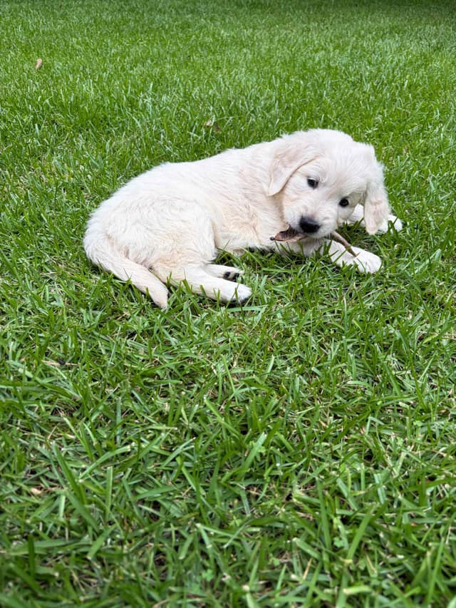 Golden Retriever Puppies media 6