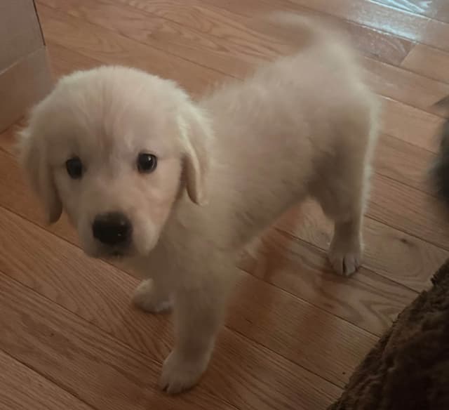 Golden Retriever Puppies media 5