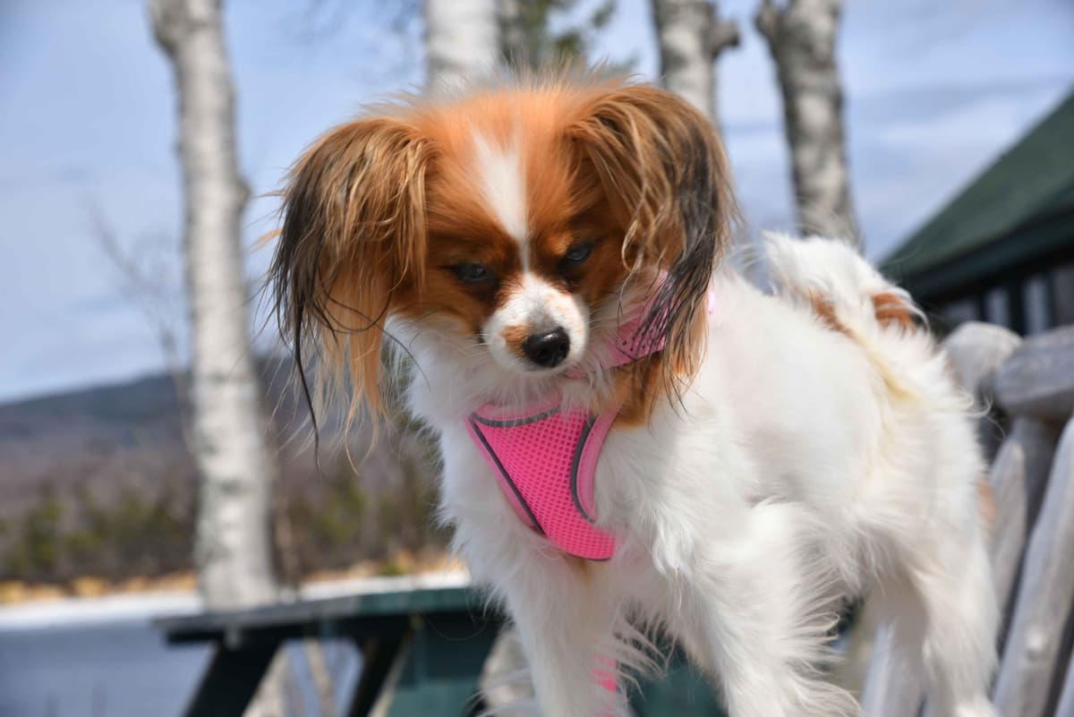 Papillon Puppies breeder image 1