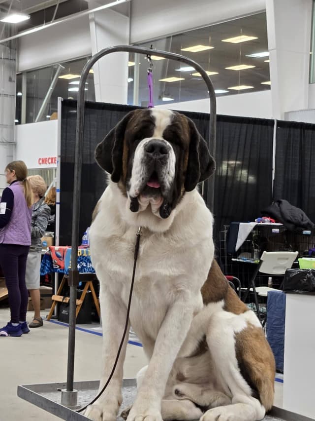 Saint Bernard Puppies media 2