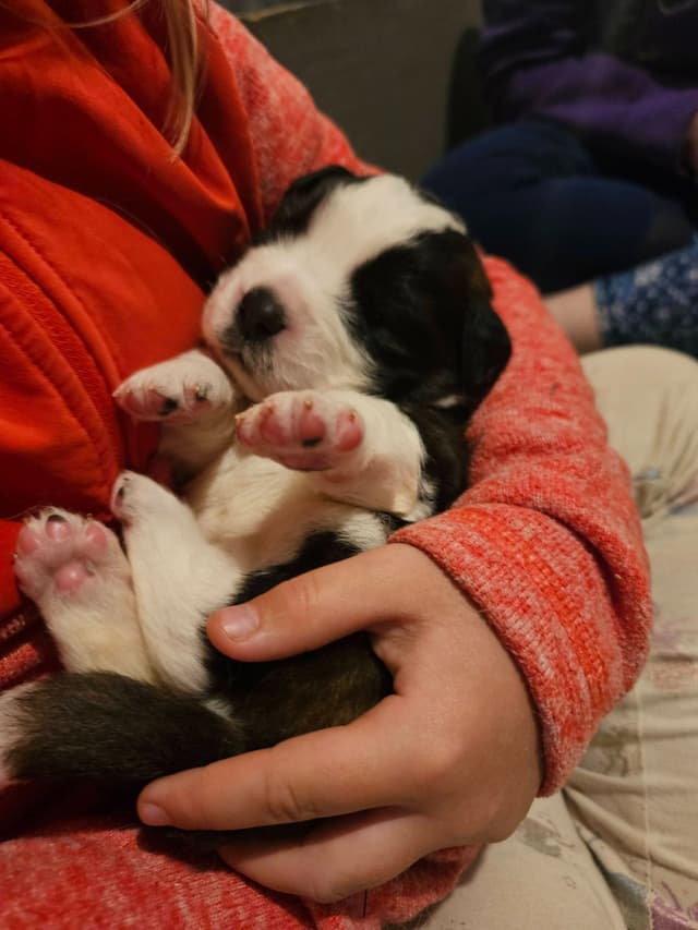 Saint Bernard Puppies media 3