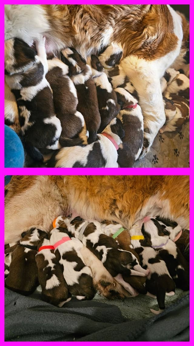 Saint Bernard Puppies media 4