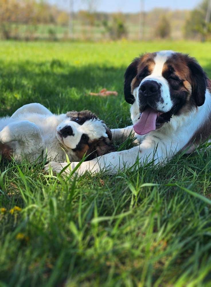 Saint Bernard Puppies breeder image 1