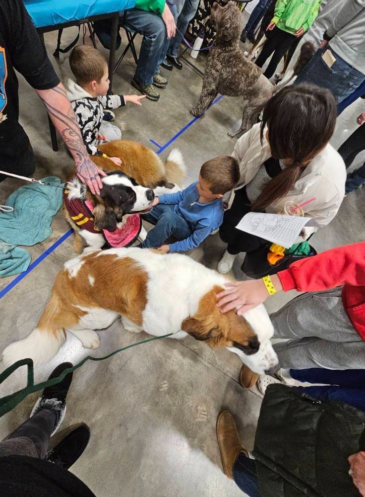 Saint Bernard Puppies breeder image 2