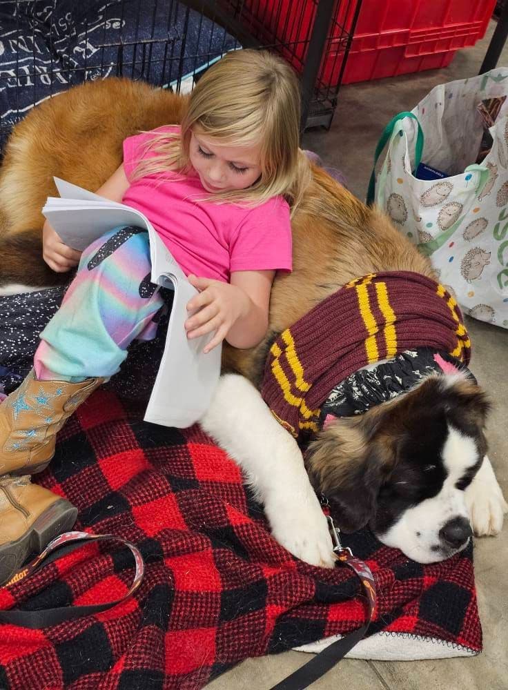 Saint Bernard Puppies breeder image 5