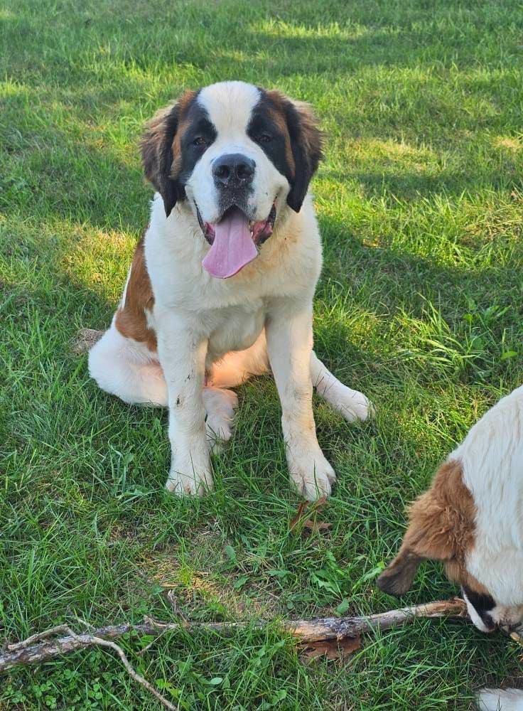 Saint Bernard Puppies breeder image 6