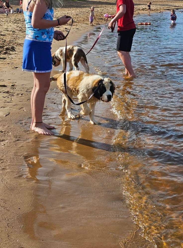 Saint Bernard Puppies breeder image 3