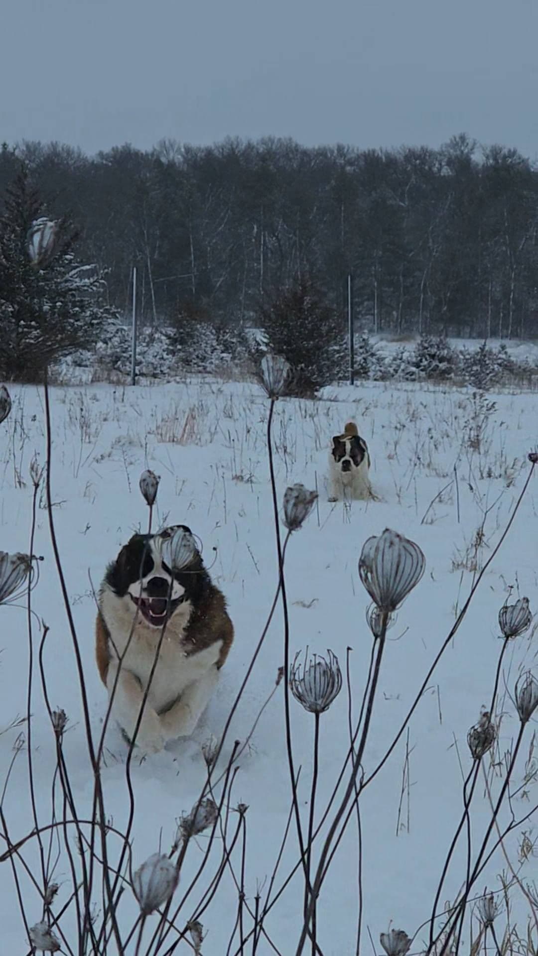 Saint Bernard Puppies breeder image 4