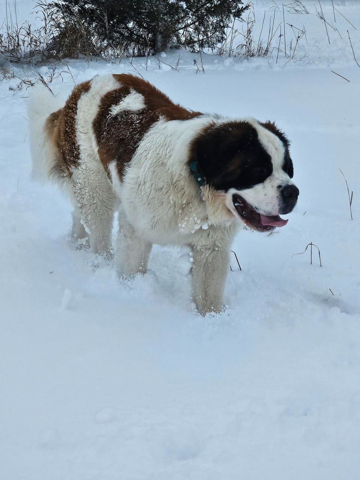 Saint Bernard Puppies breeder image 8