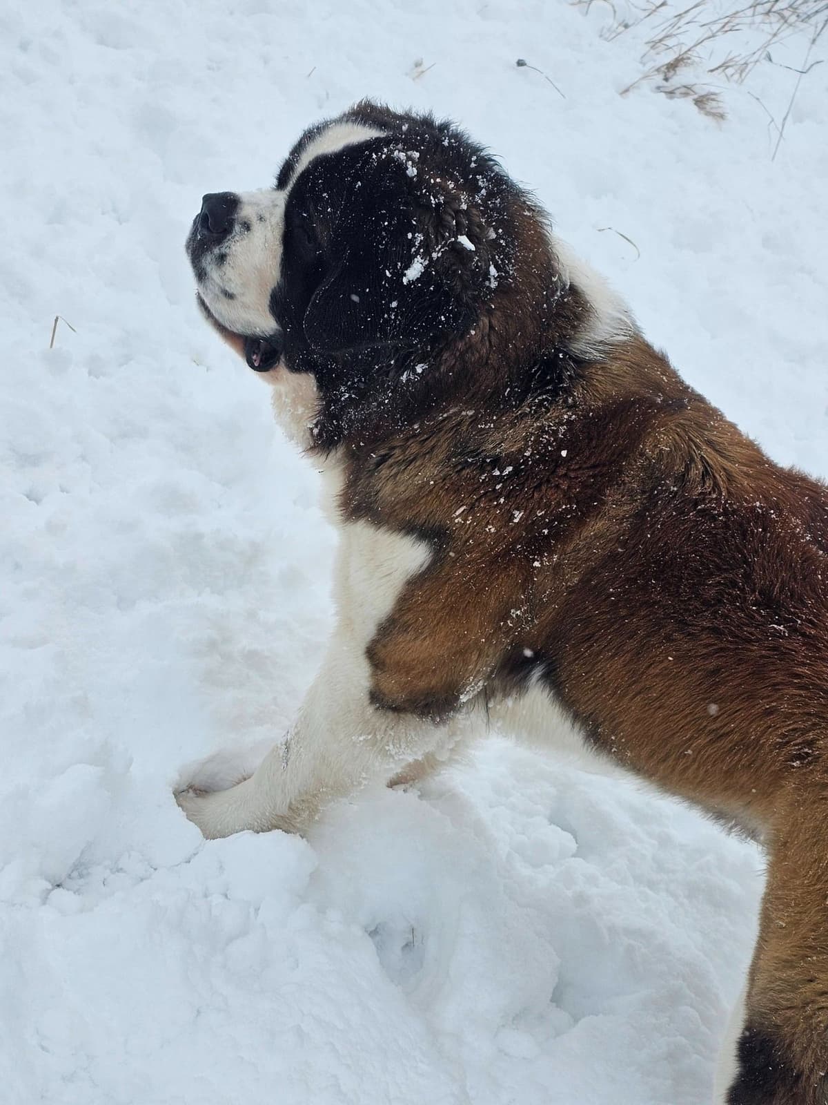Saint Bernard Puppies breeder image 9