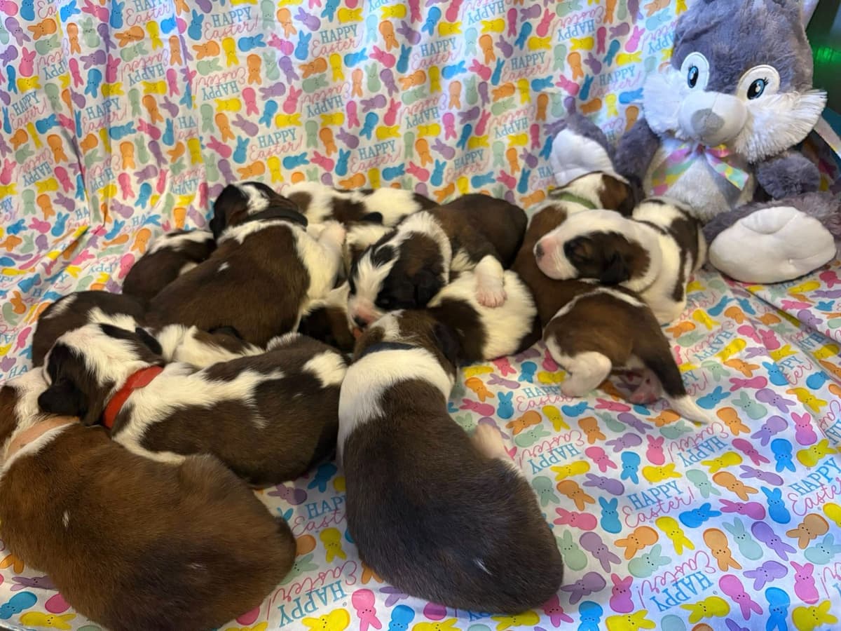 Saint Bernard Puppies breeder image 12