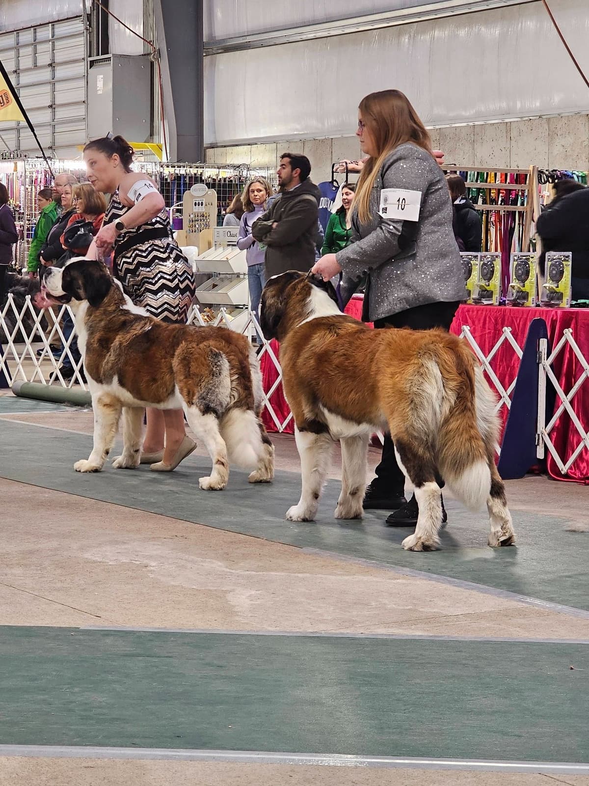 Saint Bernard Puppies breeder image 10