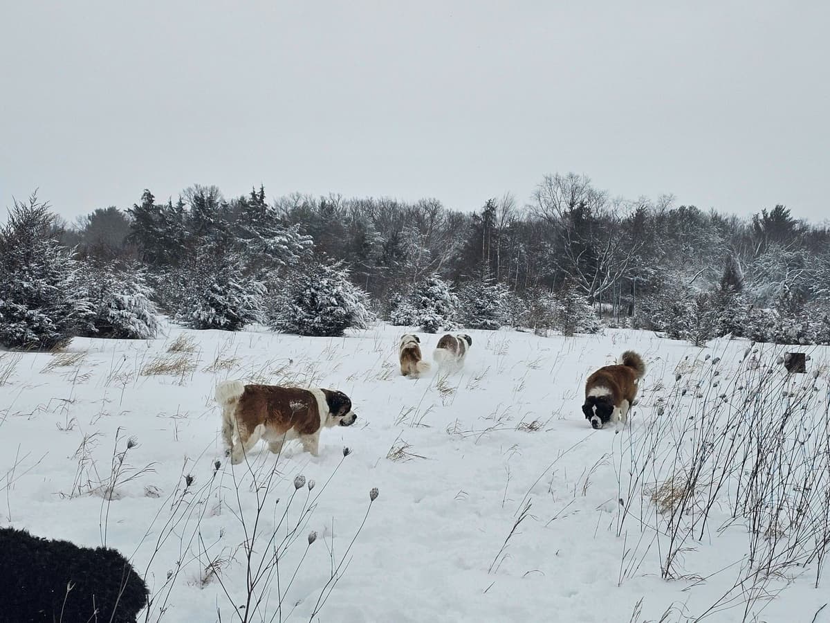 Saint Bernard Puppies breeder image 11
