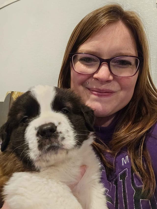 Saint Bernard Puppies media 6