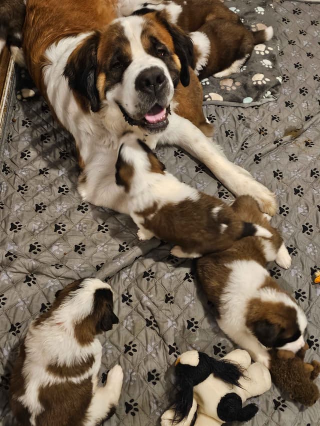 Saint Bernard Puppies media 9