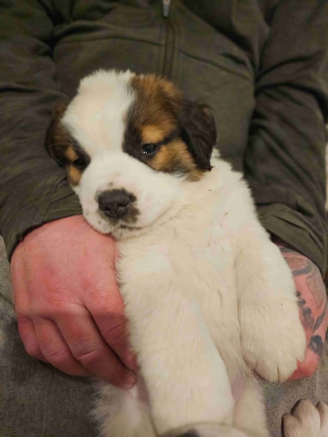 Saint Bernard Puppies media 11