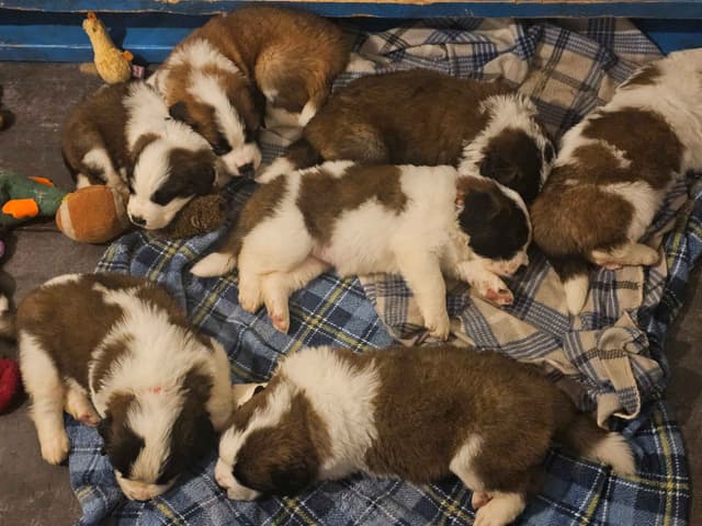 Saint Bernard Puppies media 12